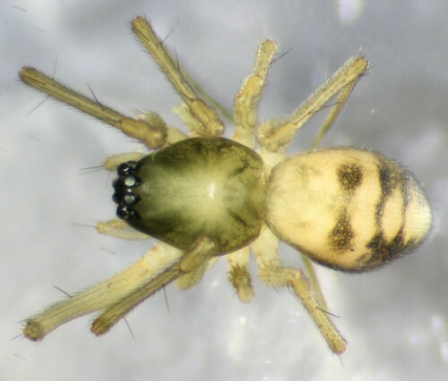Bog Sheet-web Weaver