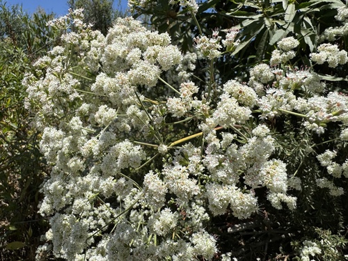 iNaturalist observation photo of California Buckwheat