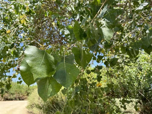 iNaturalist observation photo of Frémont Cottonwood
