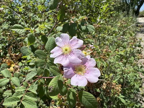 iNaturalist observation photo of California Wild Rose