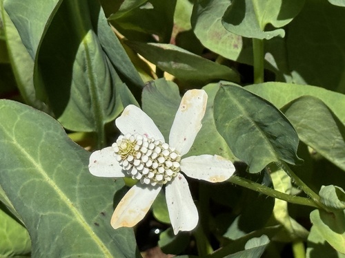 iNaturalist observation photo of Yerba Mansa