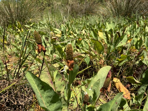 iNaturalist observation photo of Yerba Mansa