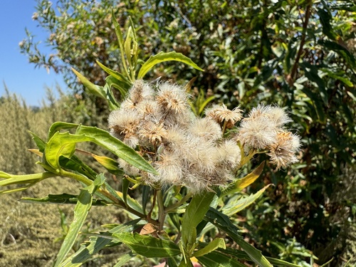 iNaturalist observation photo of mule fat