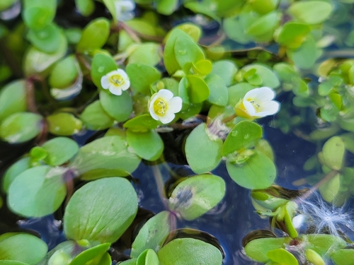 Bacopa rotundifolia