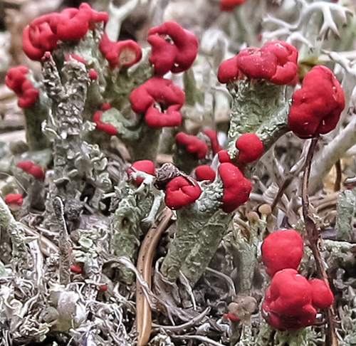 British soldier lichen