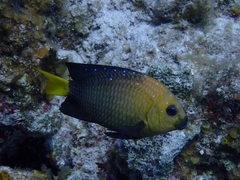 Sulphur Damselfish