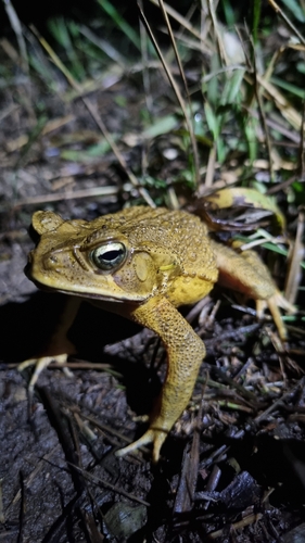 Striped Toad
