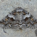 Pine False Looper Moth - Photo (c) David Beadle, all rights reserved, uploaded by David Beadle