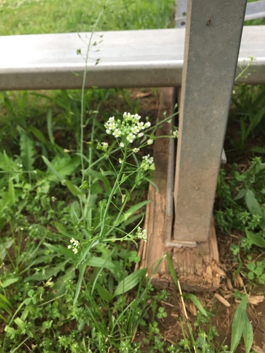 photo of Shepherd's-purse (Capsella bursa-pastoris)