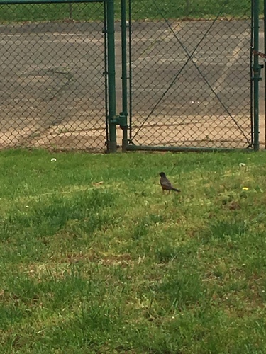 photo of American Robin (Turdus migratorius)