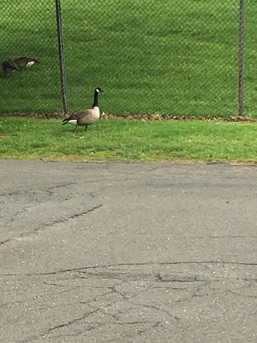 photo of Canada Goose (Branta canadensis)