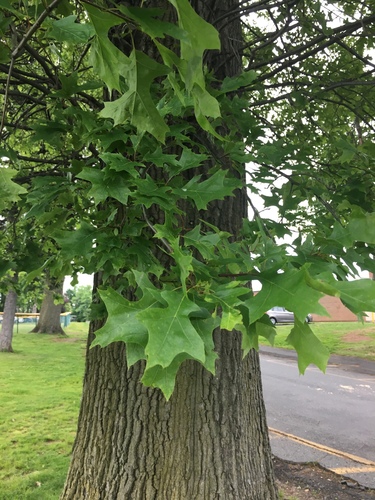 photo of Red Oaks (Lobatae)