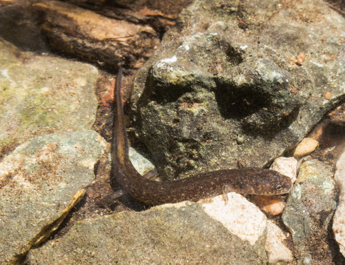 Georgetown Salamander