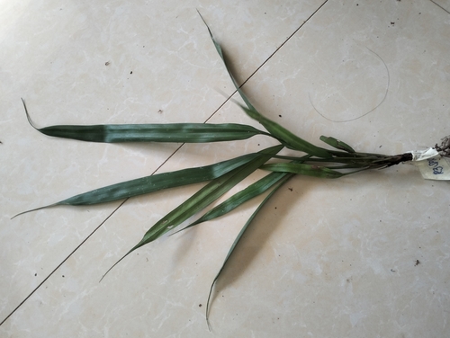 Monocots