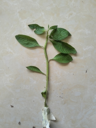 Dicots