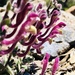 Cyprus Skullcap - Photo (c) ToutTerrain, all rights reserved, uploaded by ToutTerrain