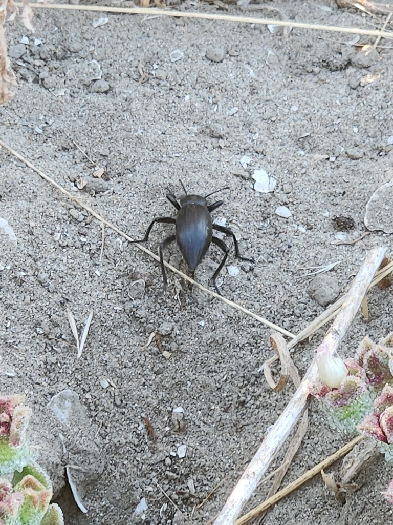 Eleodes from Mission Bay, San Diego, CA, USA on July 2, 2024 at 07:03 ...