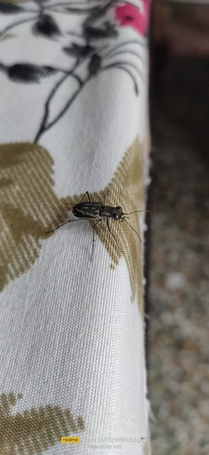 Lophyra vittigera