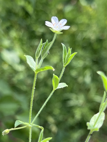 Mesostemma dichotomum