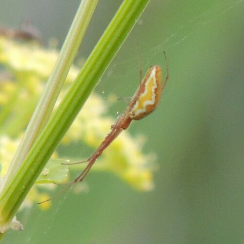 Tetragnatha intermedia