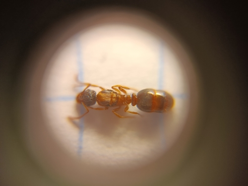 Tetramorium densopilosumTetramorium densopilosum