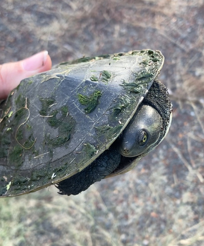 Eastern Short-necked Turtle