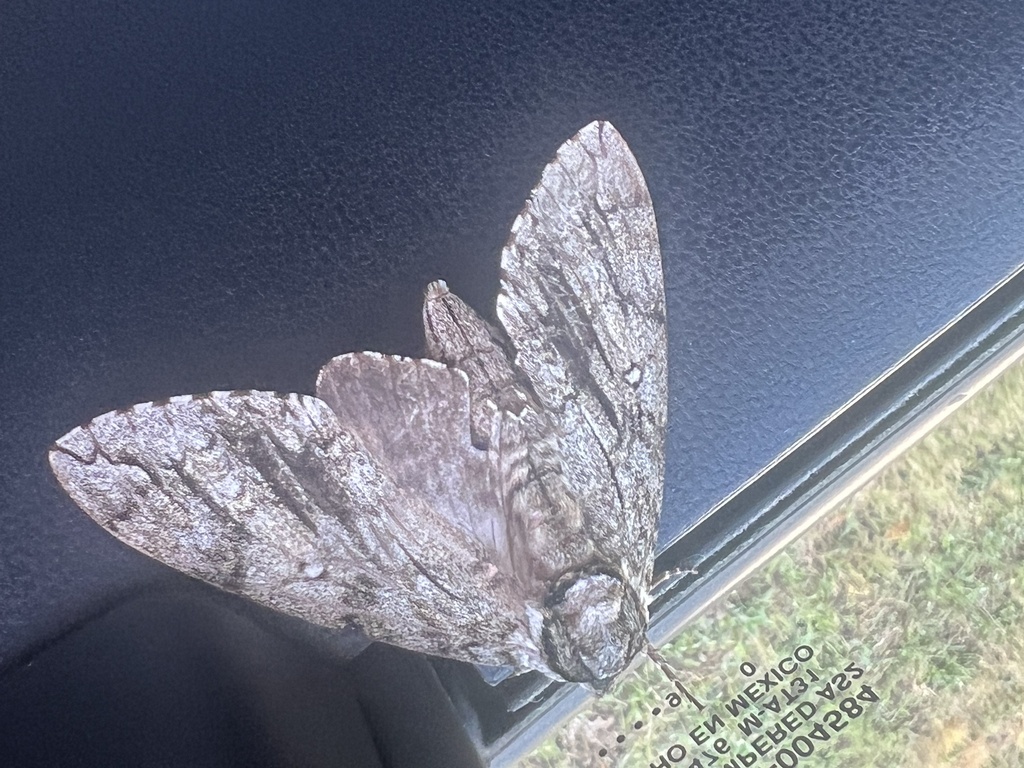 Waved Sphinx from Brandon Dr, Clayton, NC, US on July 3, 2024 at 07:53 ...