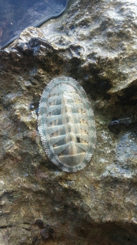 Scaly Chiton