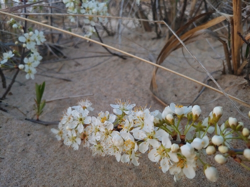 Prunus pumila var. pumila