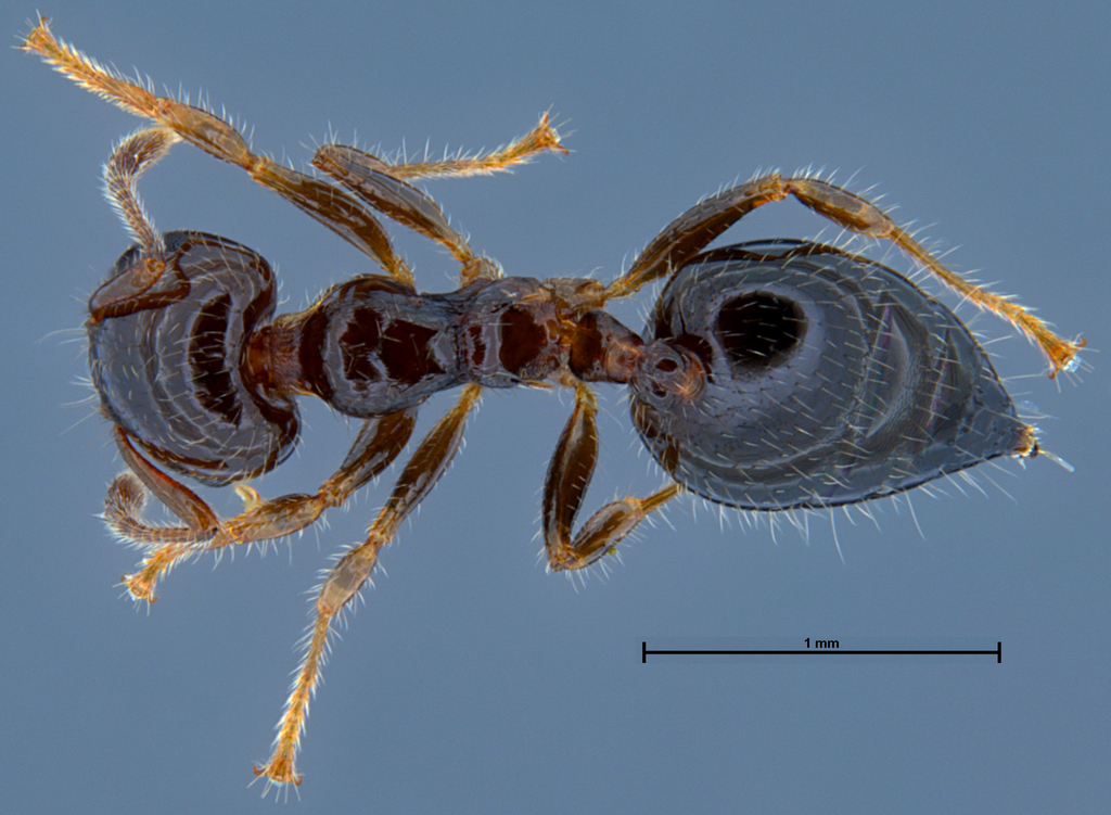 Acrobat ants and cocktail ants from singapore on november 29 2022 by