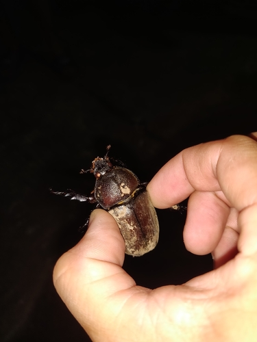 Trypoxylus dichotomus dichotomus