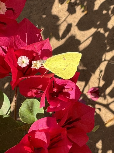 Marcellina Sulphur