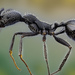 Aphaenogaster senilis - Photo (c) pacomacro, όλα τα δικαιώματα διατηρούνται