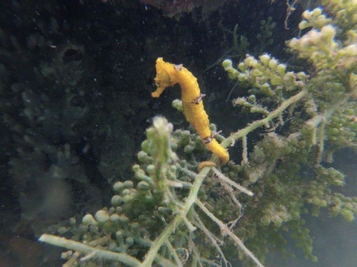 Longsnout Seahorse