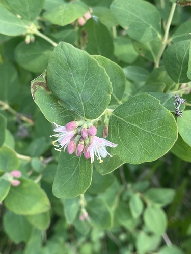 Western Snowberry