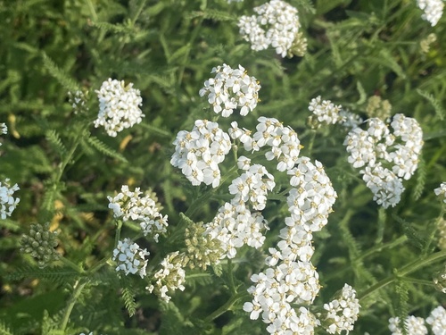 common yarrow