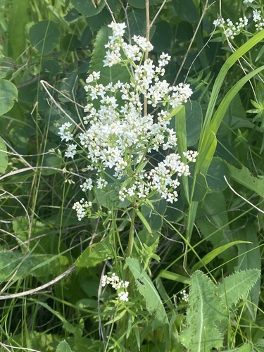 Northern Bedstraw