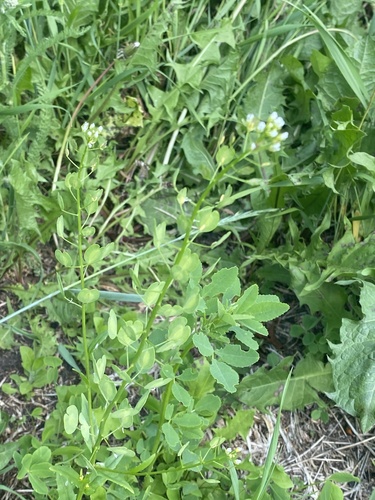 field penny-cress