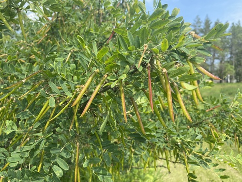 Siberian peashrub