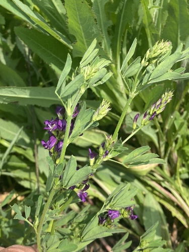 Alfalfa