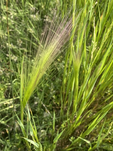 Foxtail Barley