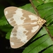 Nyctemera carissima - Photo (c) Roger C. Kendrick, todos os direitos reservados