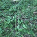 Carex oxylepis oxylepis - Photo 由 Joan Rundles 所上傳的 (c) Joan Rundles，保留所有權利