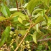 Miconia acuminoides - Photo (c) Martin Reith, todos los derechos reservados, subido por Martin Reith