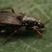 Pagasa fuscipennis - Photo (c) Fernando Tellez, όλα τα δικαιώματα διατηρούνται, uploaded by Fernando Tellez
