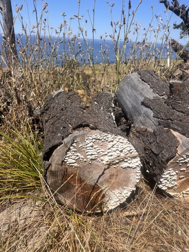 iNaturalist observation photo of Mushrooms, Bracket Fungi, Puffballs, and Allies