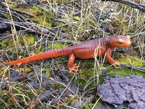 iNaturalist observation photo of Sierra Newt