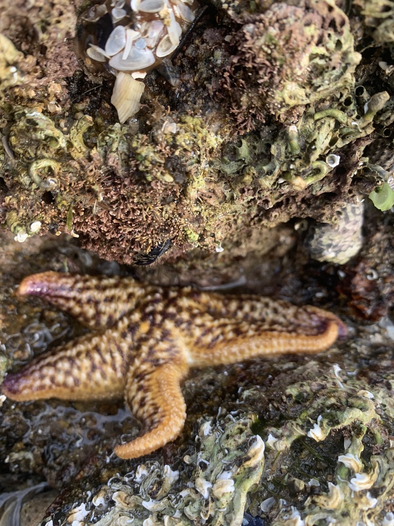 Northern Pacific Sea Star from Bass Strait, Frankston, VIC, AU on July ...