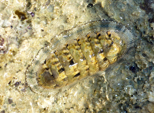Scaly Chiton