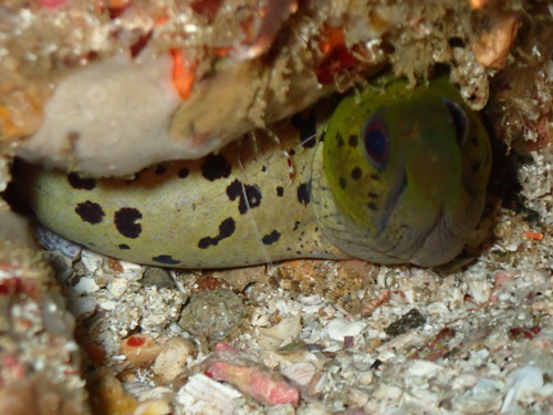 Fimbriated Moray — seen at this dive site